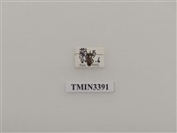 藏品(蘭嶼橫紋銹天牛)的圖片